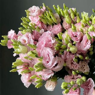 EUSTOMA