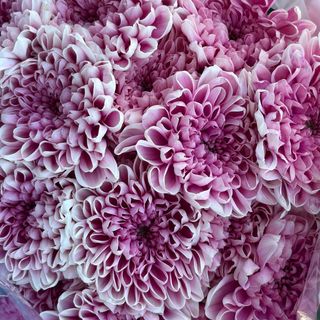 Milk Plum Bouquet- JESIENNA KOLEKCJA
