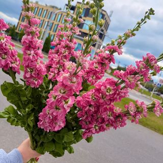 LEWKONIE