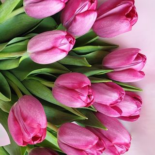 Bukiet różowych tulipanów