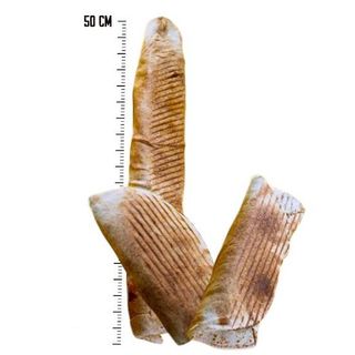 Rollo z Serem Mega ( 50cm)