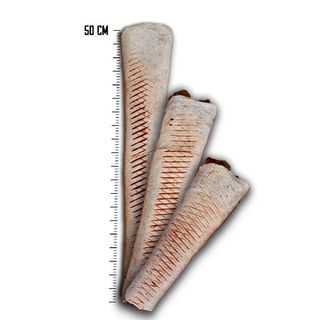 Tortilla z frytkami Średni