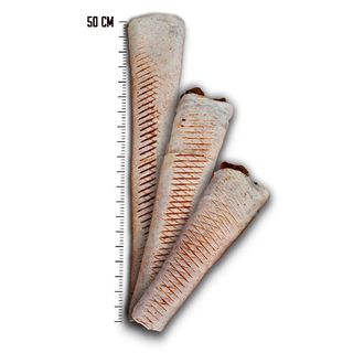 Tortilla amerykańska Średni