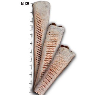 Tortilla Mega (50cm)