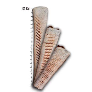 Tortilla z fetą Mega (50cm)