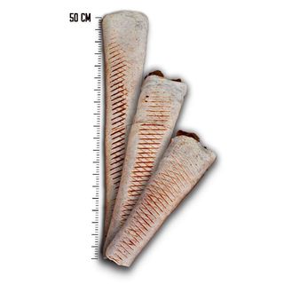 Tortilla z frytkami Mega (50cm)