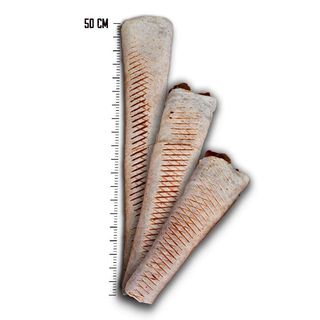 Tortilla amerykańska Mega (50cm)