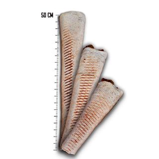 Tortilla samo mięso  Średni