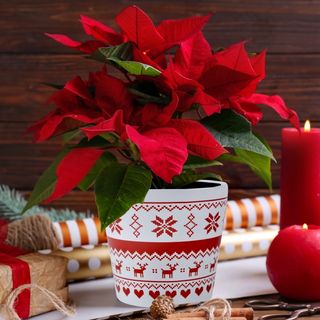 Gwiazda betlejemska w donicy