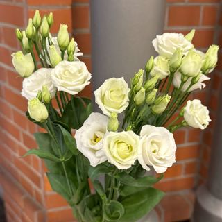 Eustoma do wazonu 3 gałązki