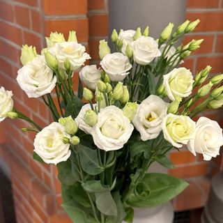 Eustoma do wazonu 5 gałązek