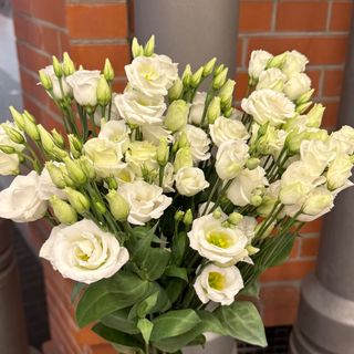 Eustoma do wazonu 10 gałązek