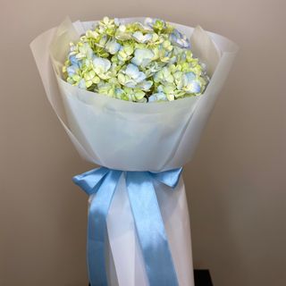 Pojedyncza hortensja w opakowaniu