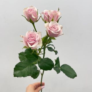 Róża gałązkowa w odcieniu jasny róż 70 cm