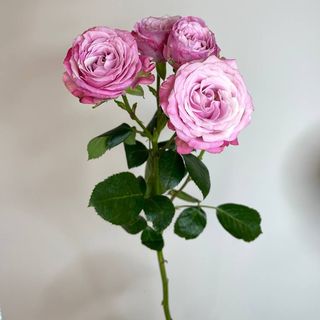 Róża gałązkowa  Madam Bombastic 