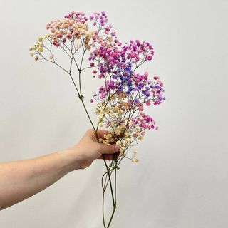 Gipsówka (Hipsophila) – gałązka kolorowa