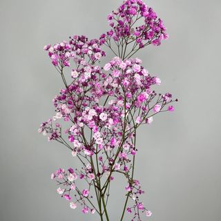 Gipsówka (Hipsophila) – gałązka różowa