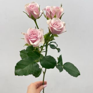 Róża gałązkowa w odcieniu jasny róż 70 cm