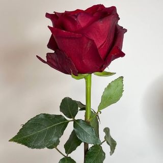 Róża czerwona NAOMI 60 cm. szt