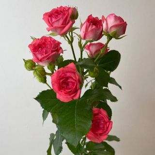 Róża gałązkowa - odcień koral 70 cm.