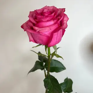 Róża malinoróżowa "Lola" 60cm.