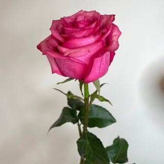 Róża malinoróżowa "Lola" 60cm.