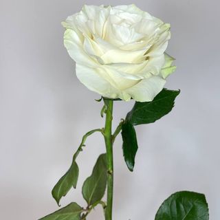 Roża kremowa "Mondial" 60 cm.