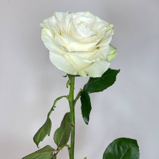 Roża kremowa "Mondial" 80 cm.