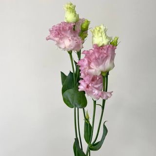  Eustoma w odcieniu różowym