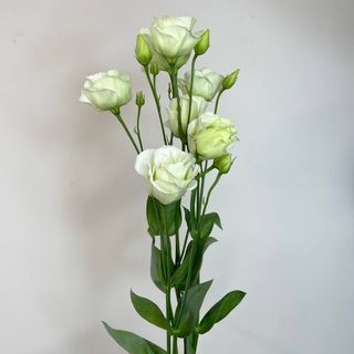  Eustoma w odcieniu białym