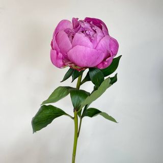 Piwonia -  odcień fikusowy 