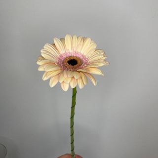 Gerbera cięta