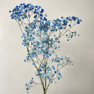 Gipsówka (Hipsophila) – gałązka niebieska