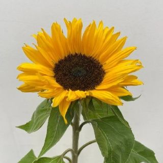 Słonecznik cięty  60-70 cm.