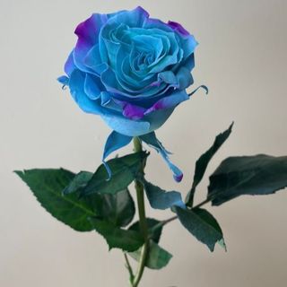 Róża "Bubble Gum" 70 cm