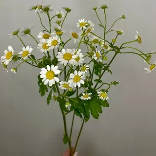 Rumianek