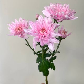 Chryzantema różowa