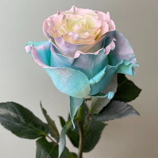 Róża kolorowa "Bubble Gum" 70 cm