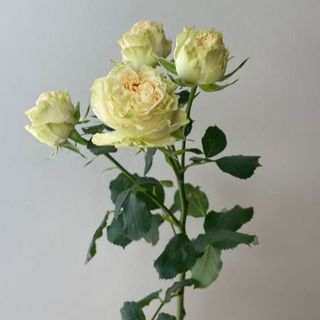 Róża gałązkowa - odcień jasna morela