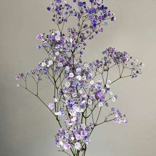 Gipsówka (Hipsophila) – gałązka fioletowa