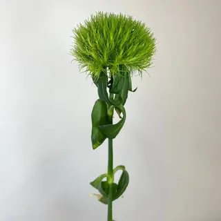  Goździk Kiwi