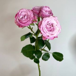 Róża gałązkowa Madam Bombastic 