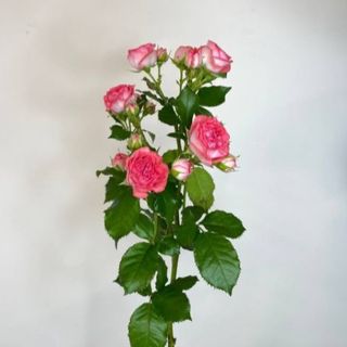 Róża gałązkowa - odcień koral 70 cm.