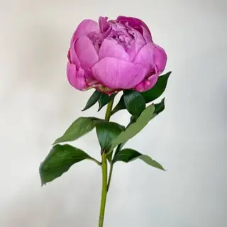 Piwonia