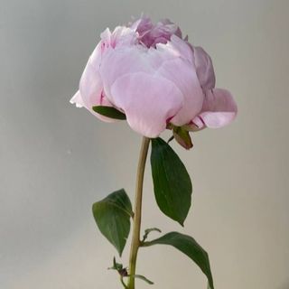 Piwonia – delikatny róż