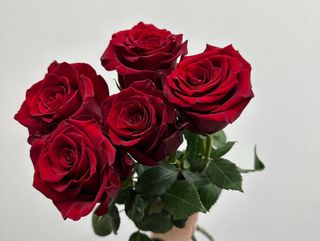 Czerwona róża 5 szt 60 cm