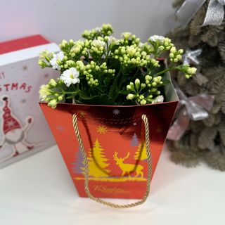 Kwiat doniczkowy Kalansze