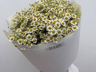 Bukiet z rumianków 13 gał.