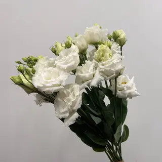 7 eustom do wazonu