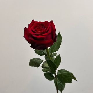 Czerwona róża 60 cm